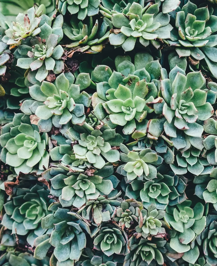 A dense planting of succulents